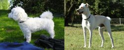Franzuskaya Bolonka vs Cretan Hound - Breed Comparison
