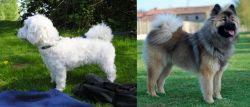 Franzuskaya Bolonka vs Eurasier - Breed Comparison