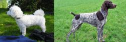Franzuskaya Bolonka vs German Shorthaired Pointer - Breed Comparison