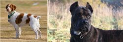 French Brittany vs Alano Espanol - Breed Comparison