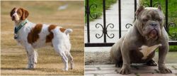 French Brittany vs American Bully - Breed Comparison