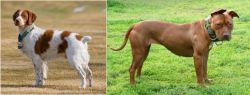French Brittany vs American Pit Bull Terrier - Breed Comparison