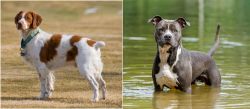 French Brittany vs American Staffordshire Terrier - Breed Comparison