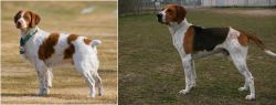 French Brittany vs Anglo-Francais de Petite Venerie - Breed Comparison