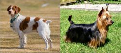 French Brittany vs Australian Silky Terrier - Breed Comparison