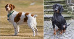 French Brittany vs Austrian Black and Tan Hound - Breed Comparison