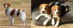 French Brittany vs Beagle - Breed Comparison