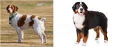 French Brittany vs Bernese Mountain Dog - Breed Comparison