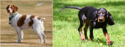 French Brittany vs Black and Tan Coonhound - Breed Comparison