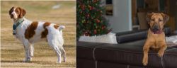 French Brittany vs Black Mouth Cur - Breed Comparison