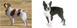 French Brittany vs Boston Terrier - Breed Comparison