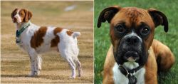 French Brittany vs Boxer - Breed Comparison