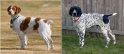 French Brittany vs Braque d'Auvergne - Breed Comparison