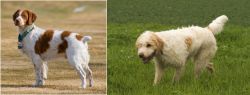 French Brittany vs Briquet Griffon Vendeen - Breed Comparison