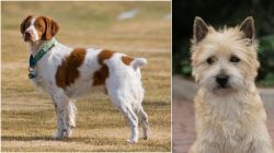 French Brittany vs Cairn Terrier - Breed Comparison
