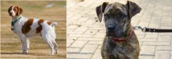 French Brittany vs Catahoula Bulldog - Breed Comparison