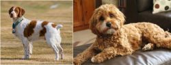 French Brittany vs Cavapoo - Breed Comparison