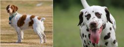 French Brittany vs Dalmatian - Breed Comparison