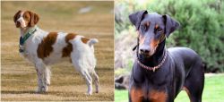 French Brittany vs Doberman Pinscher - Breed Comparison
