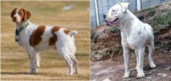 French Brittany vs Dogo Guatemalteco - Breed Comparison
