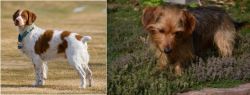 French Brittany vs Dorkie - Breed Comparison