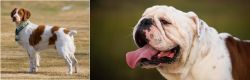 French Brittany vs English Bulldog - Breed Comparison