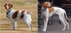 French Brittany vs English Pointer - Breed Comparison