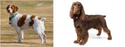 French Brittany vs Field Spaniel - Breed Comparison