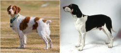 French Brittany vs Francais Blanc et Noir - Breed Comparison