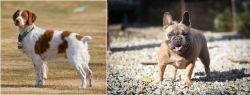 French Brittany vs French Bulldog - Breed Comparison