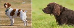 French Brittany vs German Longhaired Pointer - Breed Comparison