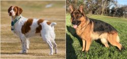 French Brittany vs German Shepherd - Breed Comparison