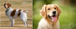 French Brittany vs Golden Retriever - Breed Comparison