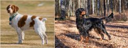 French Brittany vs Gordon Setter - Breed Comparison