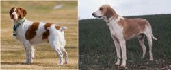 French Brittany vs Grand Anglo-Francais Blanc et Orange - Breed Comparison