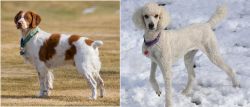 French Brittany vs Poodle - Breed Comparison