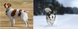 French Brittany vs Siberian Husky - Breed Comparison
