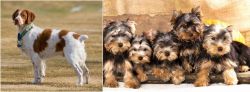 French Brittany vs Yorkshire Terrier - Breed Comparison