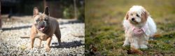 French Bulldog vs West Highland White Terrier - Breed Comparison
