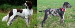 French Spaniel vs Atlas Terrier - Breed Comparison
