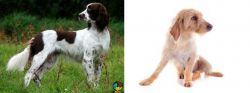 French Spaniel vs Basset Fauve de Bretagne - Breed Comparison