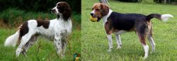 French Spaniel vs Beaglier - Breed Comparison