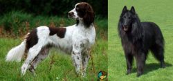French Spaniel vs Belgian Shepherd Dog (Groenendael) - Breed Comparison