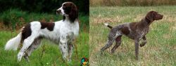French Spaniel vs Braque Francais - Breed Comparison