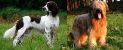 French Spaniel vs Briard - Breed Comparison