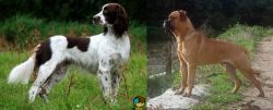 French Spaniel vs Bullmastiff - Breed Comparison