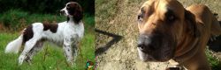 French Spaniel vs Cabecudo Boiadeiro - Breed Comparison