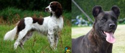 French Spaniel vs Cao Fila de Sao Miguel - Breed Comparison