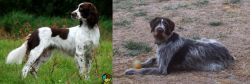 French Spaniel vs Deutsch Drahthaar - Breed Comparison