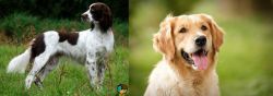 French Spaniel vs Golden Retriever - Breed Comparison